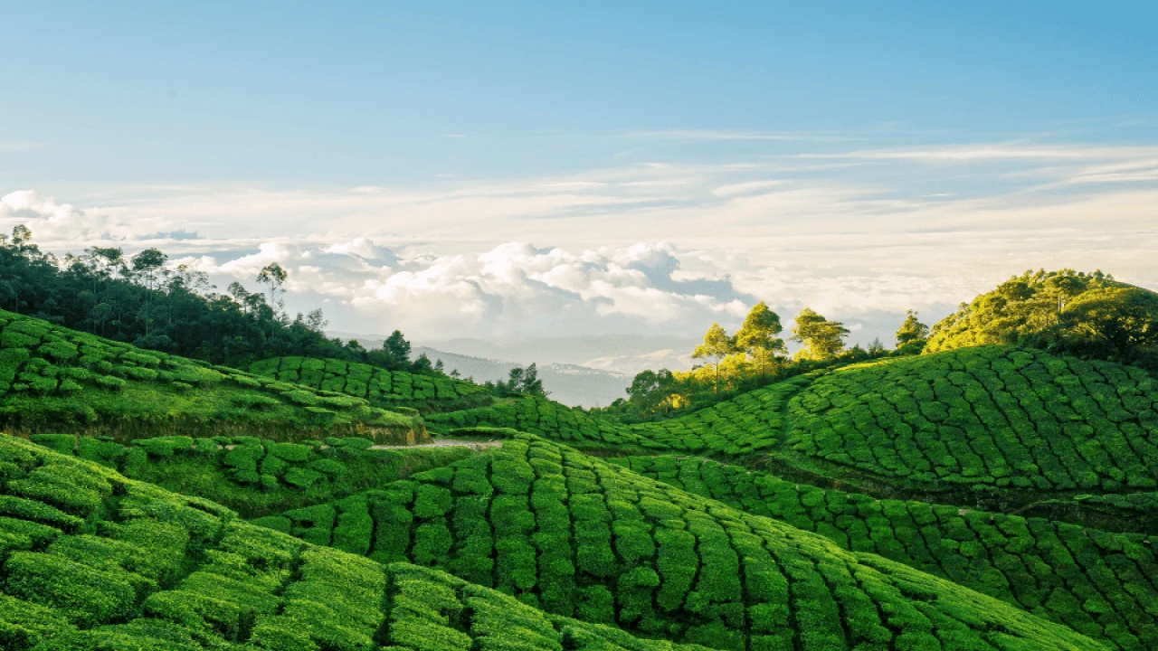 Exploring the Tea Plantations of Munnar: kerala