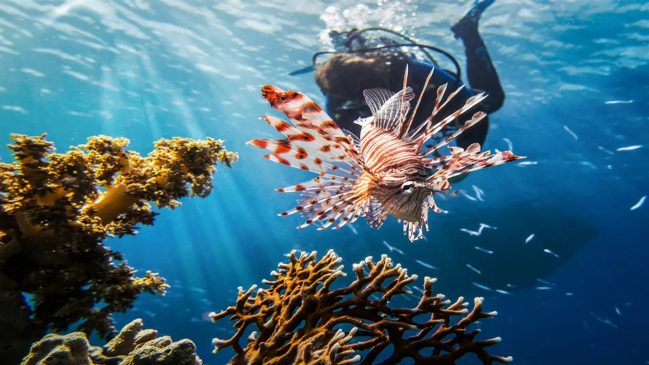 A Scuba Diving Guide to the Andaman Islands