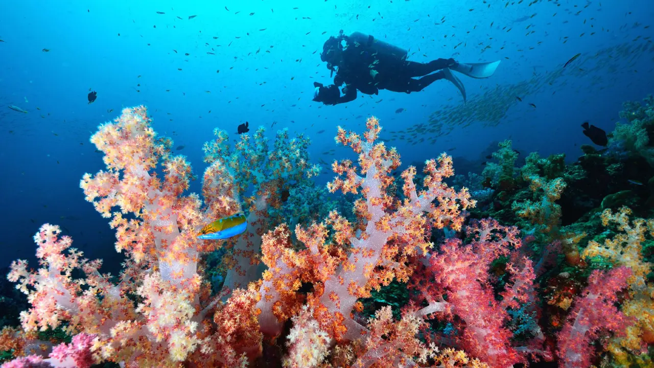 Diving in the Coral Reefs of the Similan Islands, Thailand